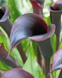 Цветные каллы  клубни