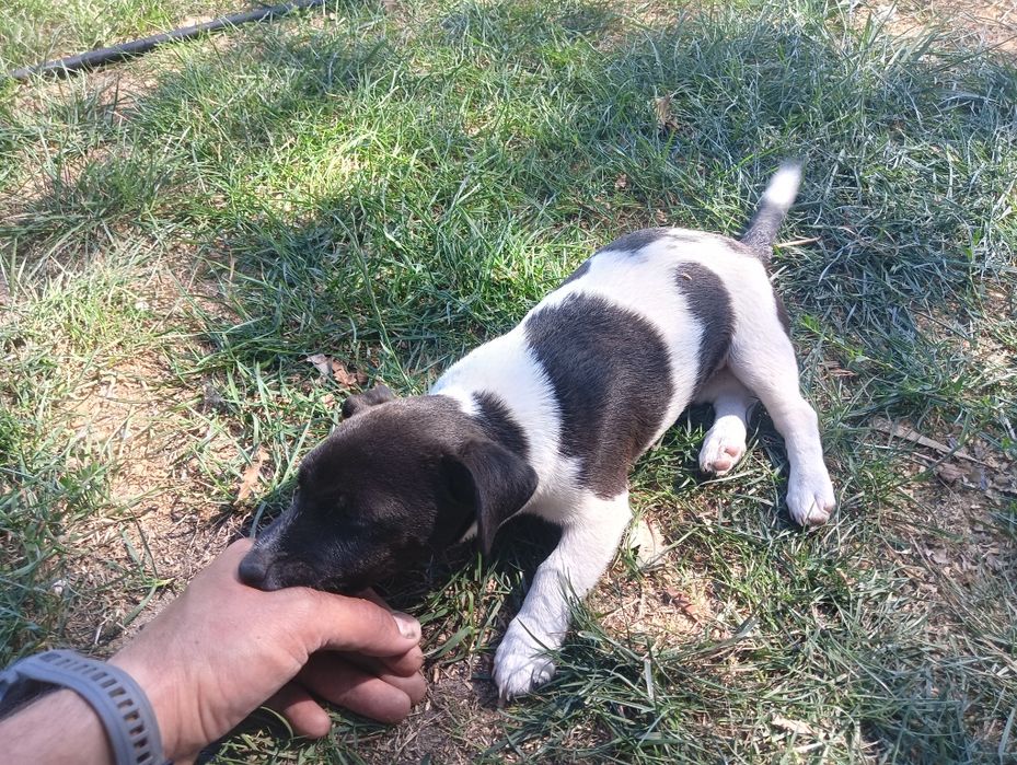 Jack Russell Terrier