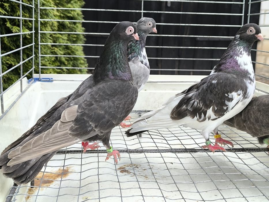 Gołębie zamojskie bure, kawowe, buro krase