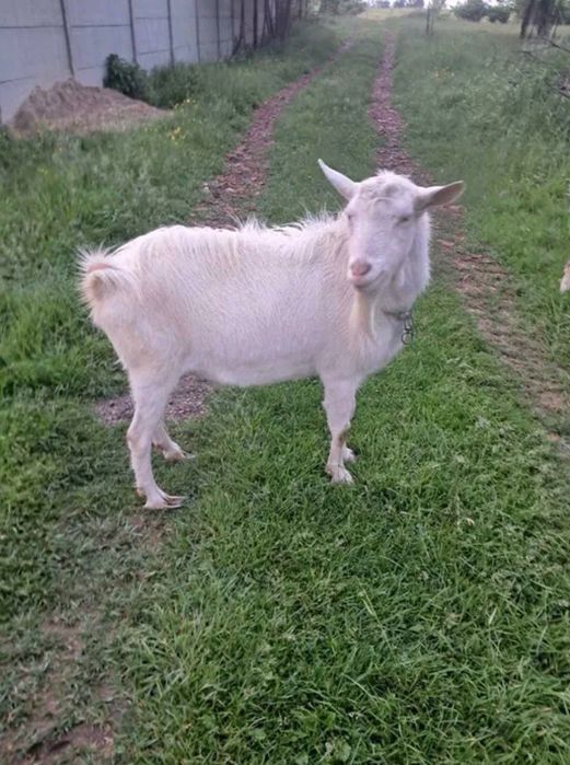 Коза безрога біла