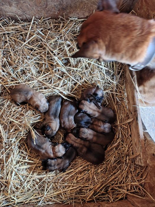 Owczarek Belgijski Malinois