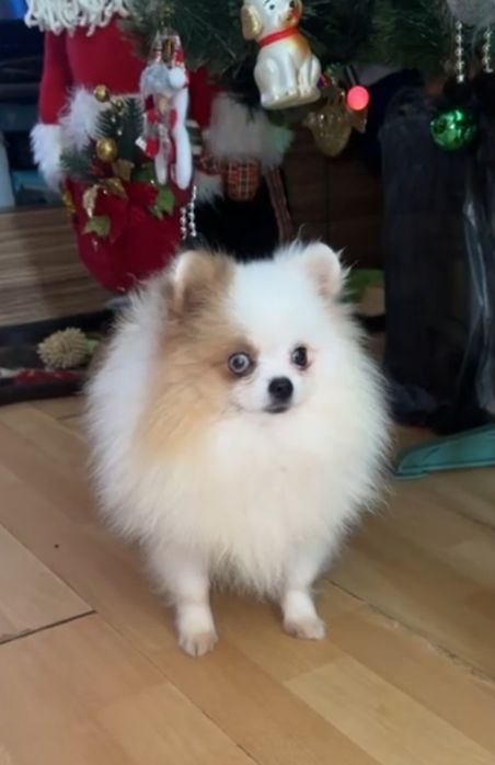 Малыш подросток микро шпиц