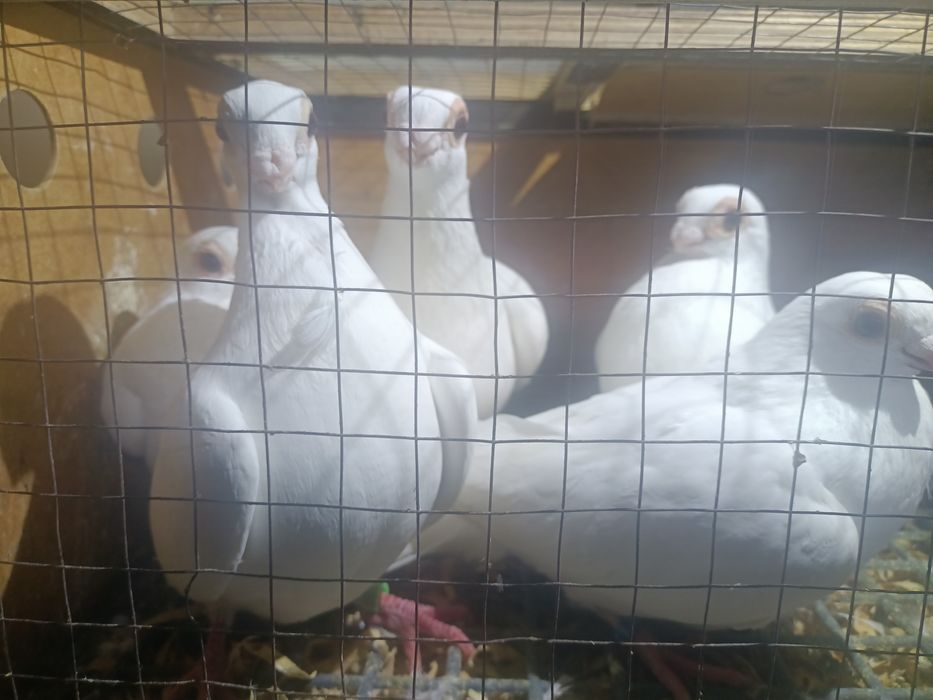 Sprzedam gołębie brodawczak polski