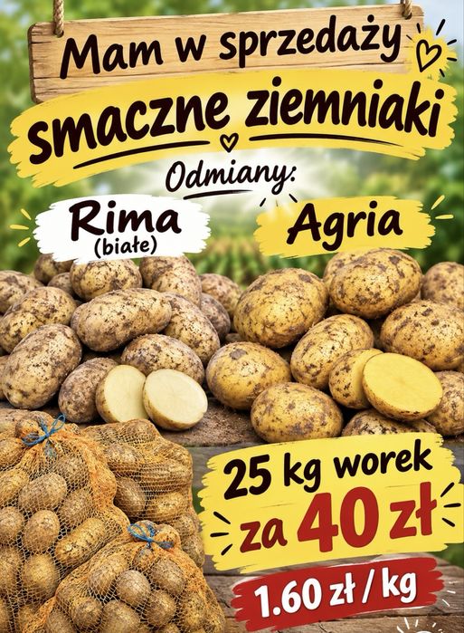 Sprzedam ziemniaki Rima biale