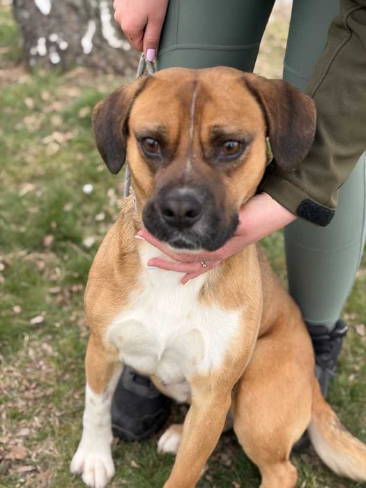 Box ok roczny wyjatkowy psiak czeka na adopcję Bełchatów