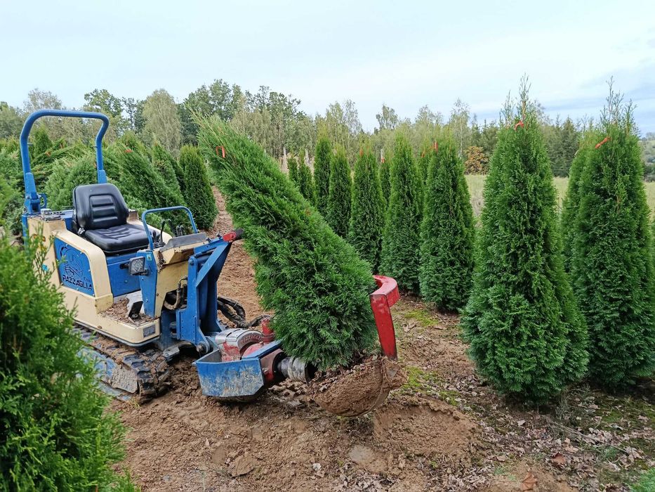 Tuja szmaragd,brabant 100,120,150,160,180,200,250,300 sadzimy