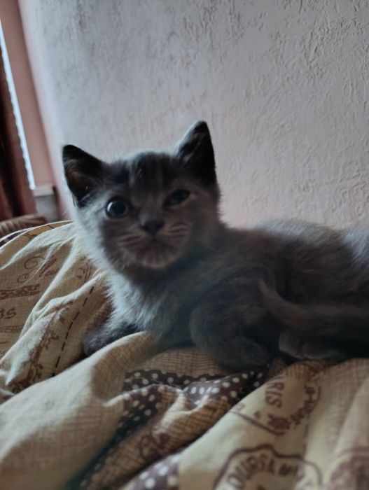 Котёнок мальчик ищет дом