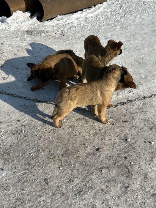 Продам собаку породи (Овчарка)