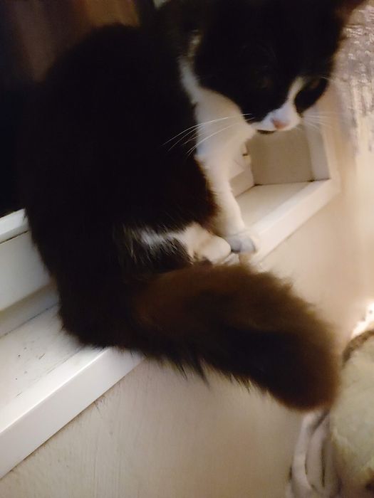 Zagineła kotka około 6 miesięcy temu