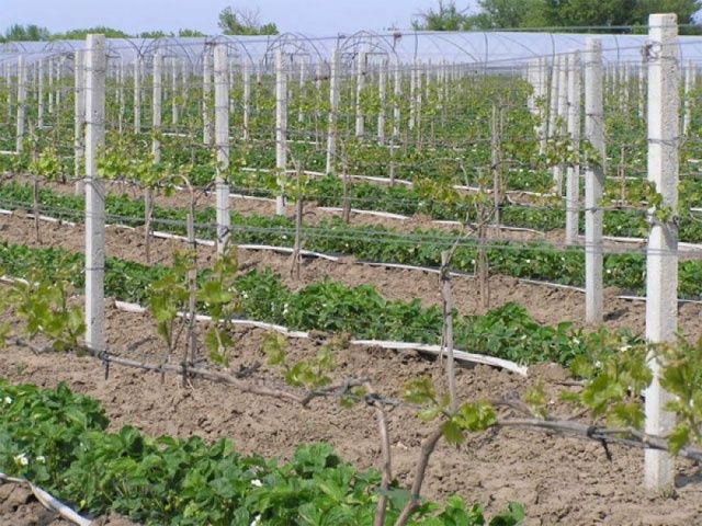 Бетонные столбы под сетку рабицу и виноград. Стовпи з бетону.: 160 грн ...