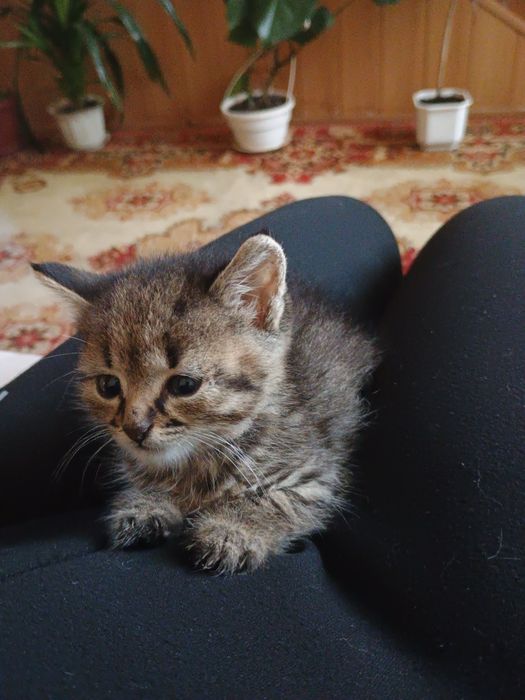 Отдам котенка в добрые руки