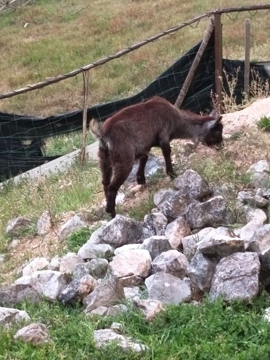 Vendo Cabras anãs