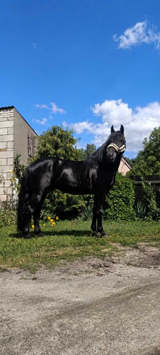 4letni ogier, PKS, Około 165cm