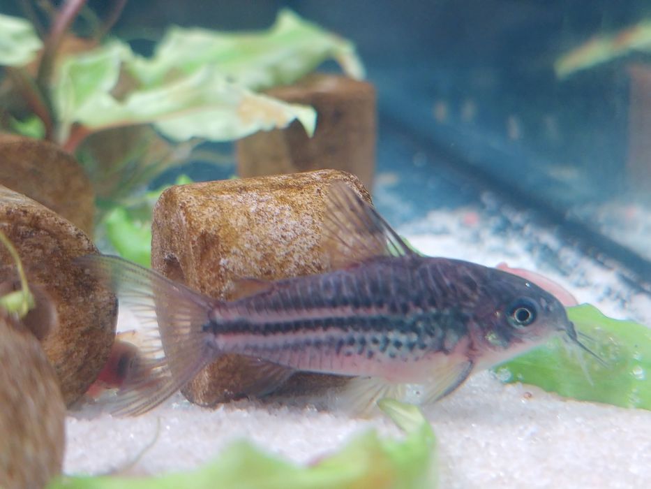 Kirysek nanus - Corydoras nanus