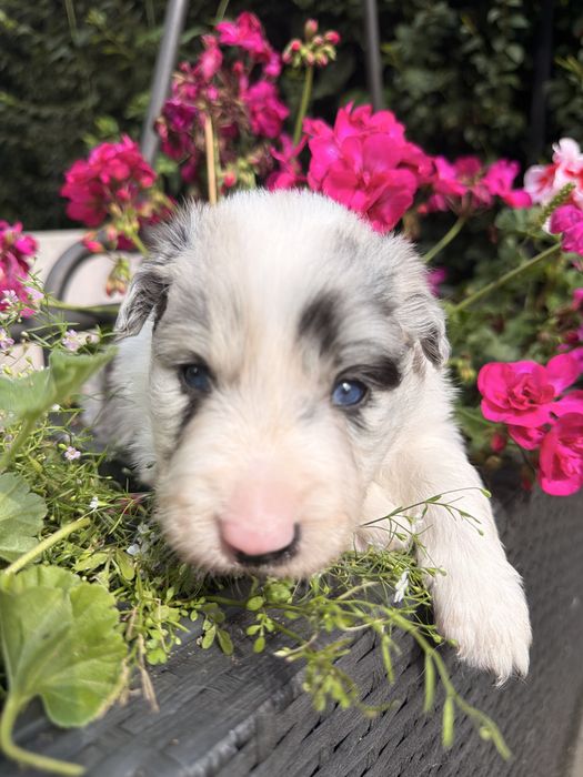 Suczka Heart of Gold BORDER COLLIE (FCI/ ZkwP)