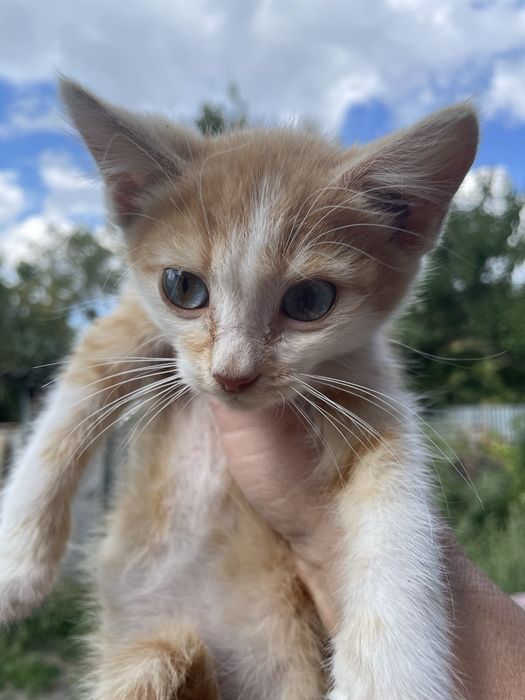 котёнок мальчик котик