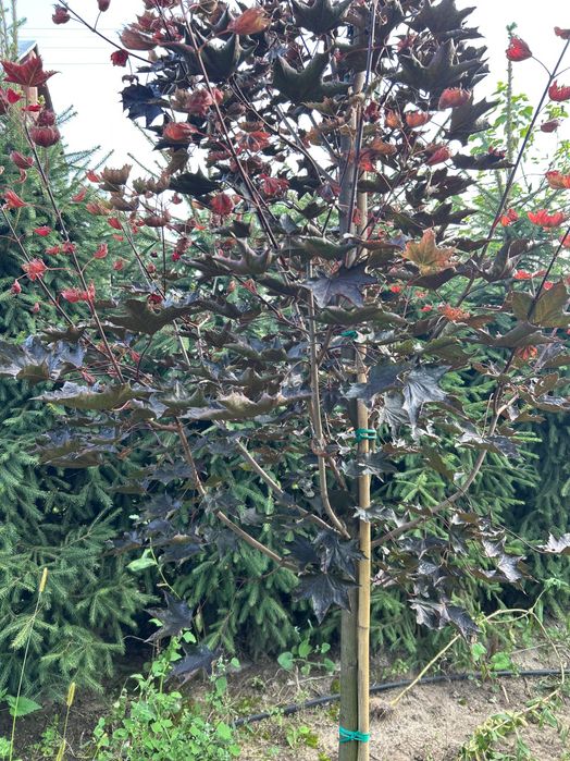 Клен  Globosum | Royal Red | Drummondii