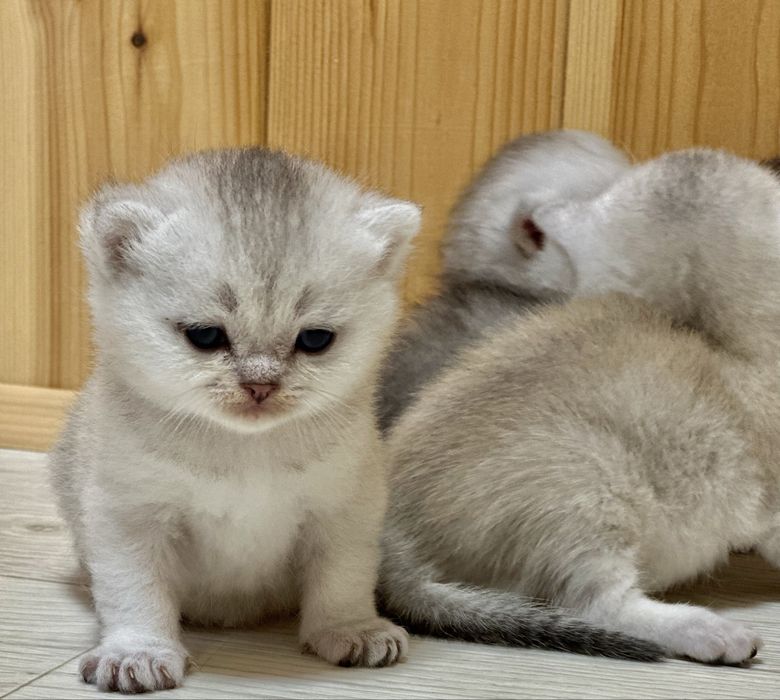 Шотландські  кошенята