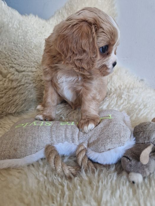 Cavalier sunia z rodowodem