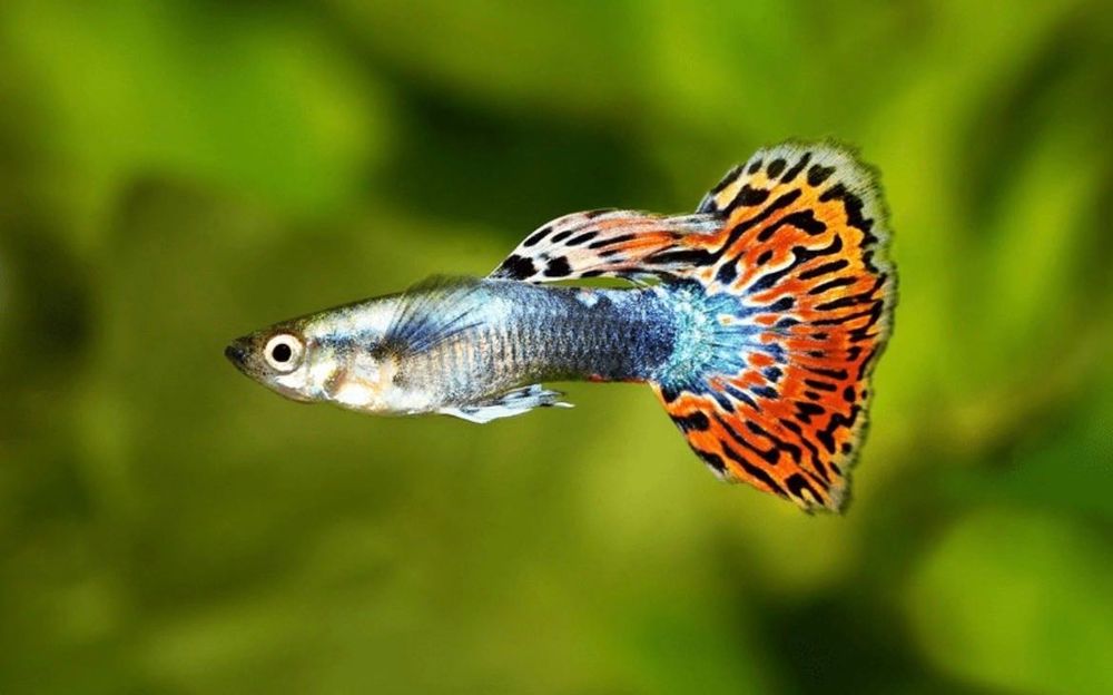 Vendo peixes Guppys