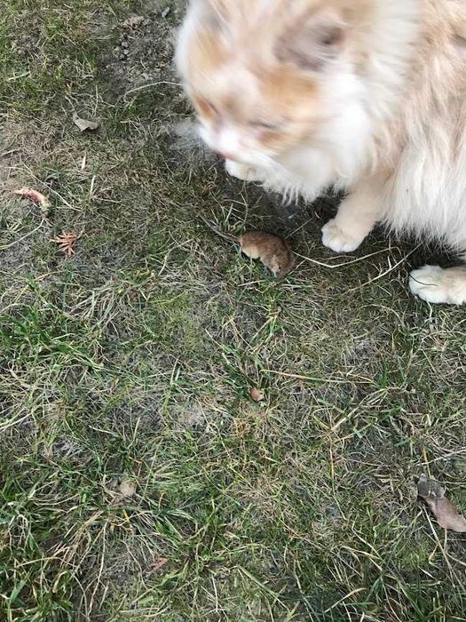 Кіт та кішка ,,нібелунг".