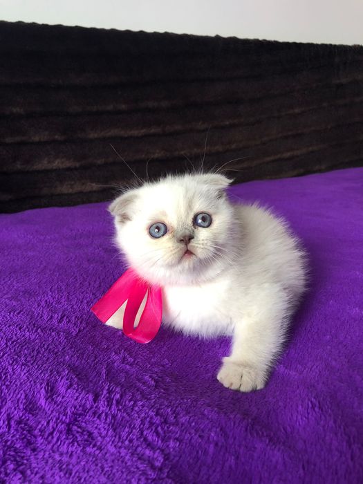 Fêmea Scottish Fold Lilac Point