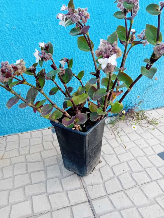 Tradescantia Callizia Repens