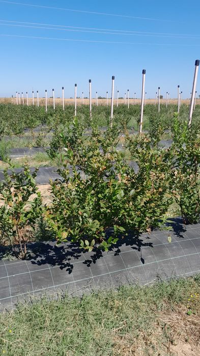 Plantas de Mirtilos de Produção Biológica