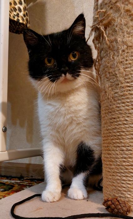 Кішечка молода стерилізована