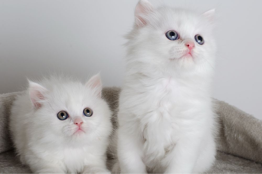 Турецкая ангора котята,мальчик и девочка длинношерстные,белый котенок
