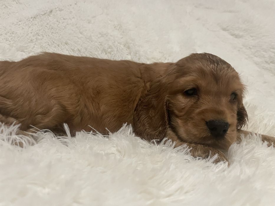 Cocker spaniel angielski