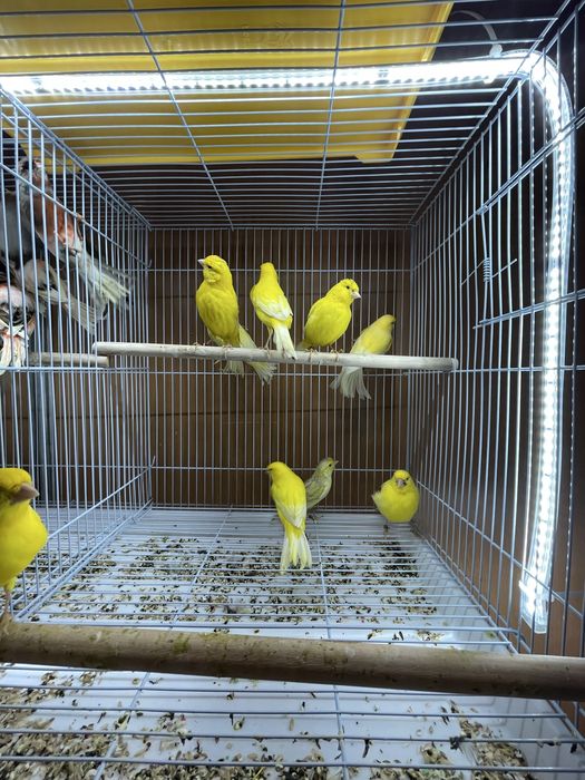 Canarios Arlequim Português, vermelhos intensos etc