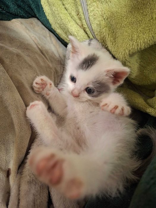 Кошеня, котик, кішечка Первомайськ Миколаївська обл.