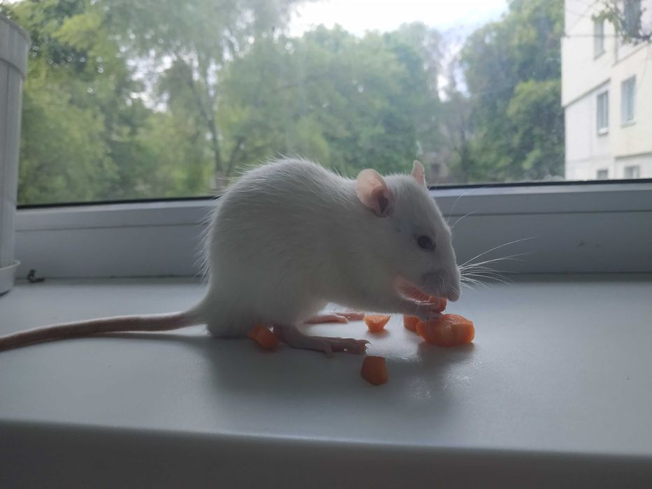 Крысы альбиносы/ щури альбіноси