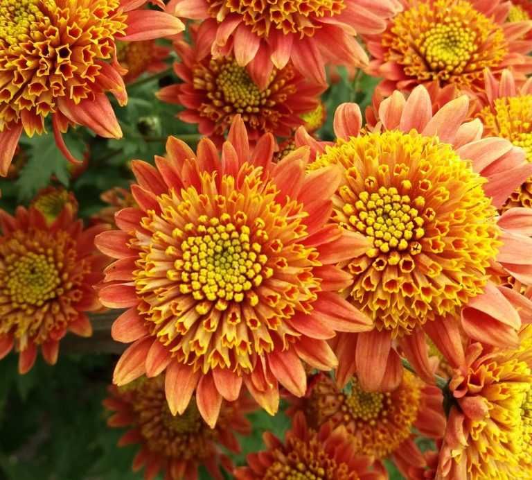 Корейська садова хризантема