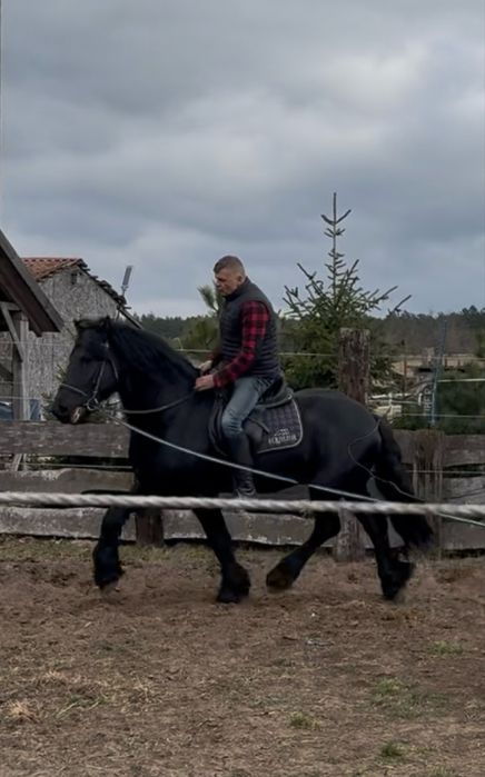 Fryz - holenderskie dokumenty, pełne pochodzenie