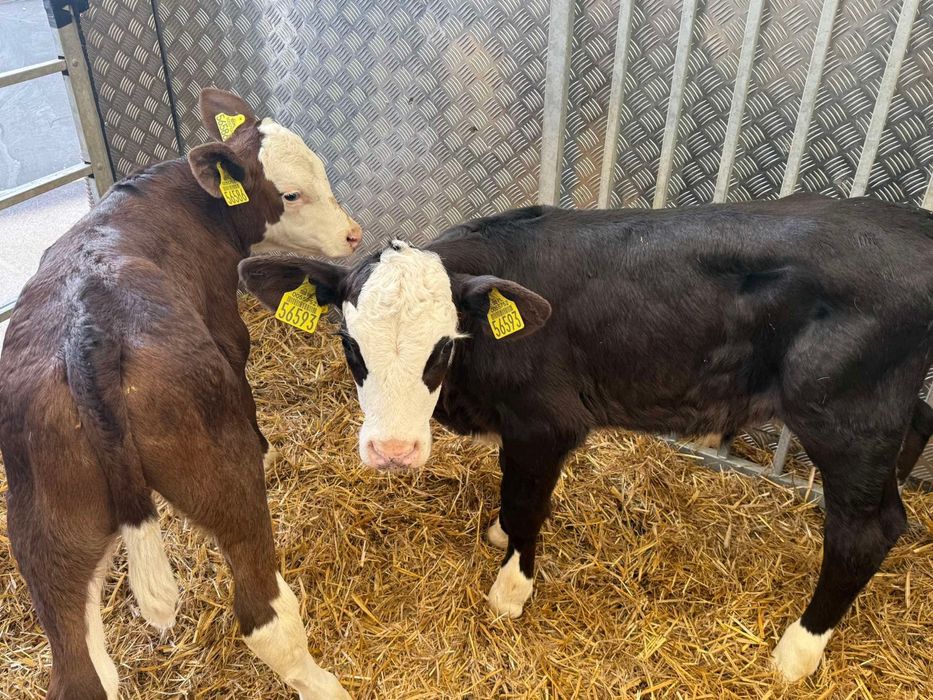 Cielaki mięsne – dobra jakość