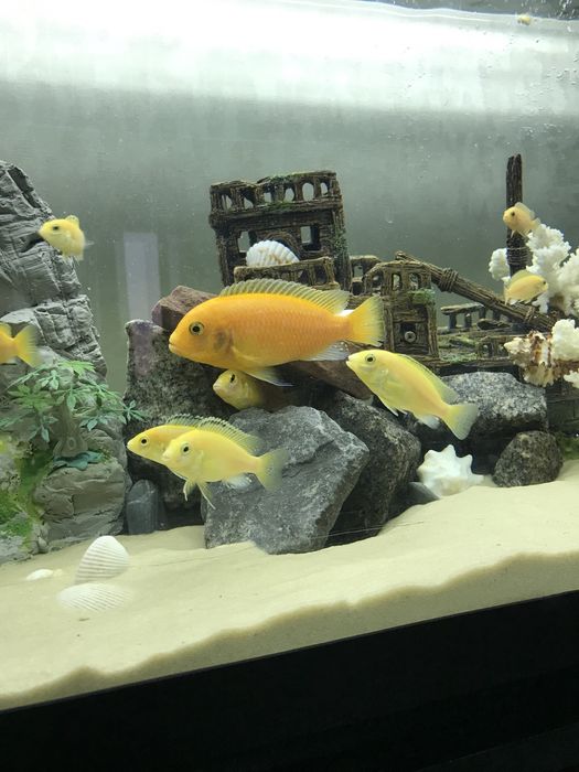 Лабидохромис Еллоу Цихлиды малави , єллоу .