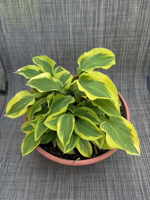 Hosta/Funki sadzonki