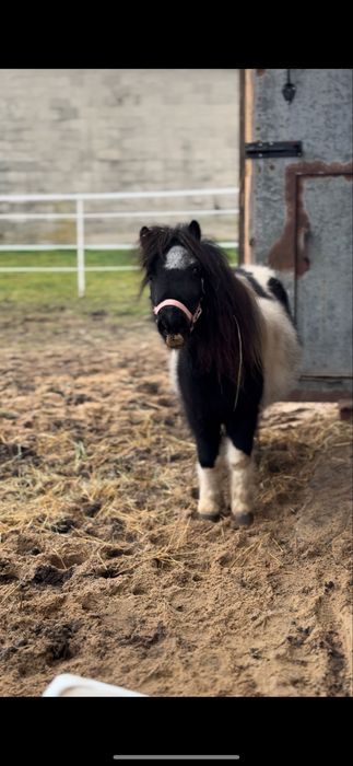 Konik kucyk klacz 100cm na sprzedaż