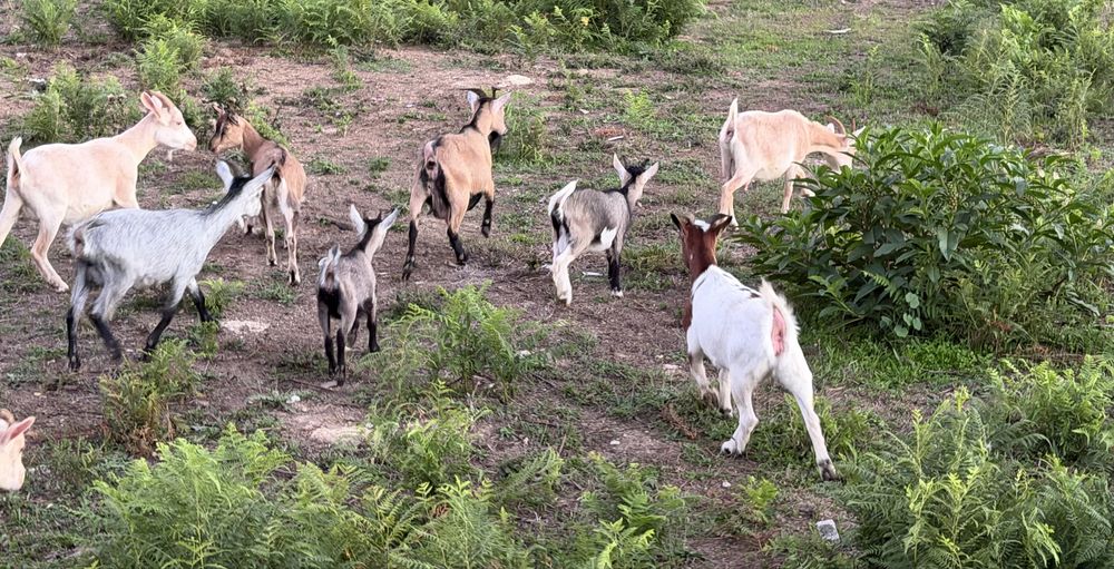 Cabras anas(machos e femeas)