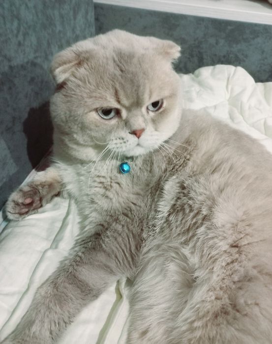 Чекає кицюнь!Чистокровний блакитноокий красень фолд !