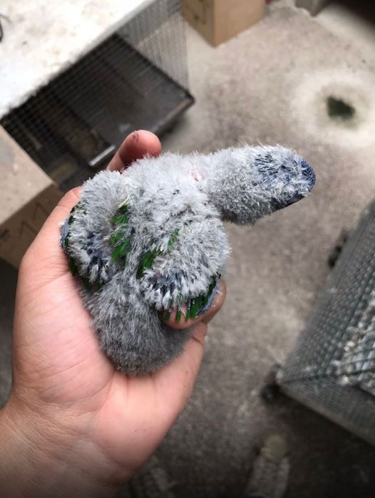 Tenho para ceder casal de Loris reprodutor