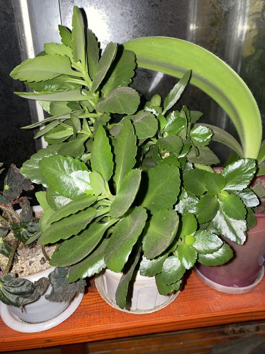 Паперомія широколистна, Каланхое, гарні великі кущі