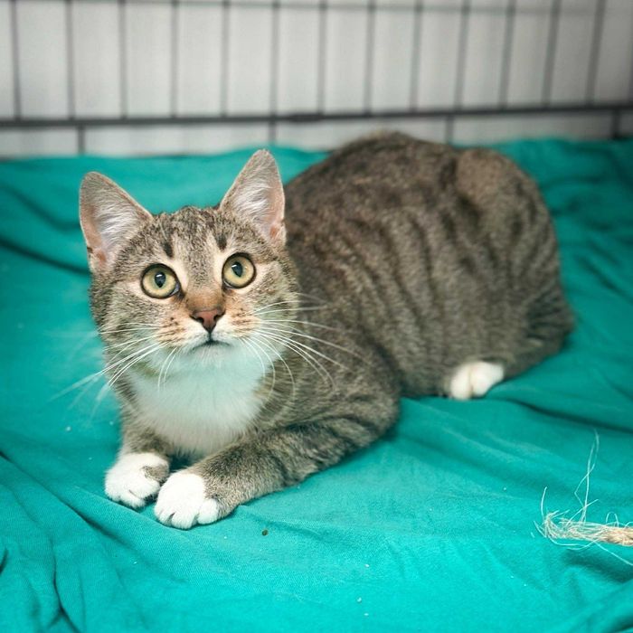 Młodziutka Złociutka szuka domu