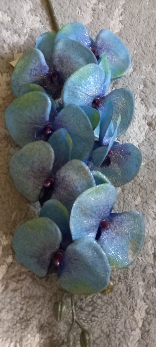 Storczyk pozłacany Bożonarodzeniowy nowy