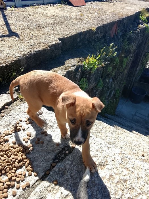 Cãezinhos para adoção responsável