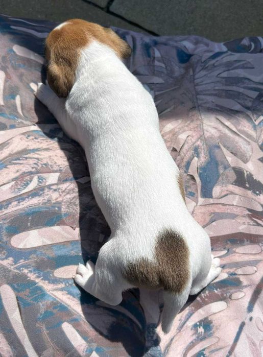 Jack Russell Terrier Gucio