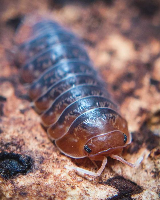 Sinodillo sp. "Vietnam", isopody, 10 szt.