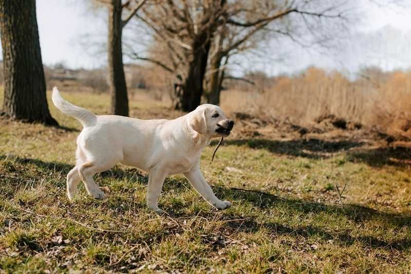Labrador do oddania